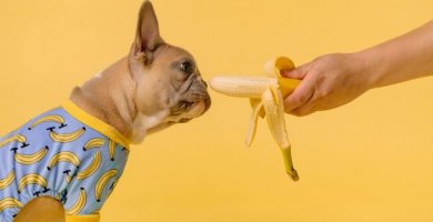 perro olfateando una banana en la mano de su dueño
