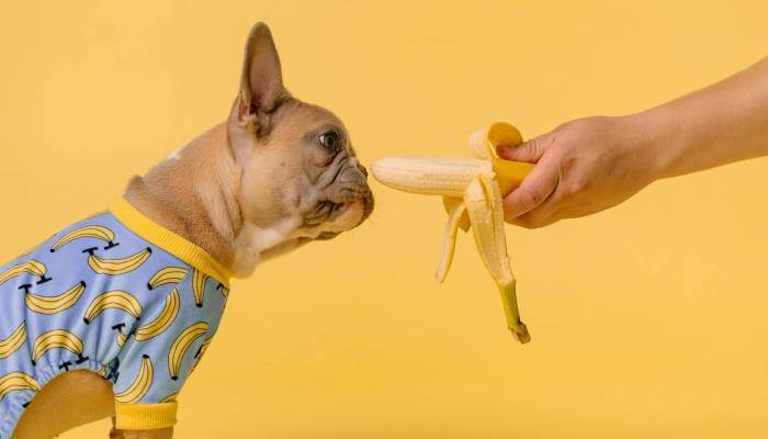 perro olfateando una banana en la mano de su dueño