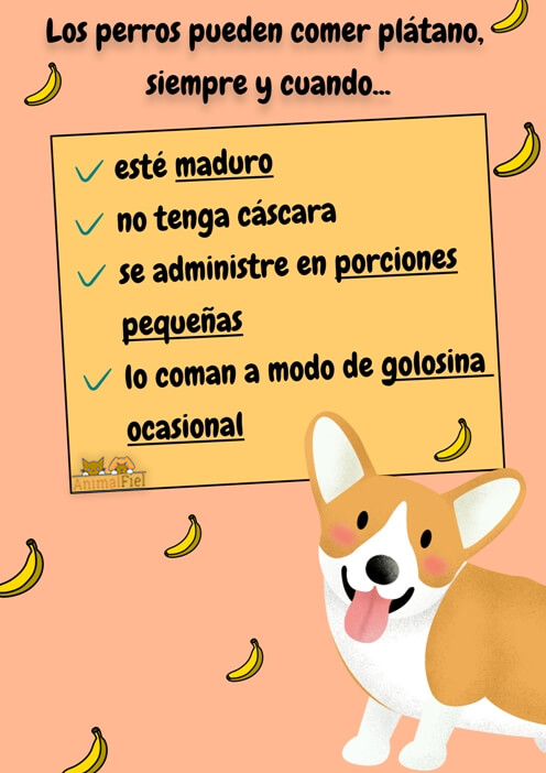 imagen diseño pasos para darle plátano al perro