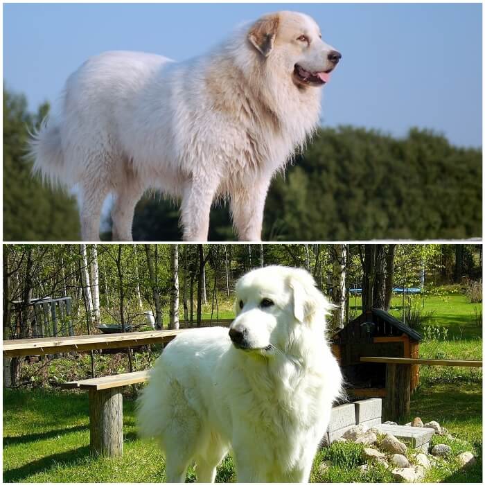 perro de montana de los Pirineos