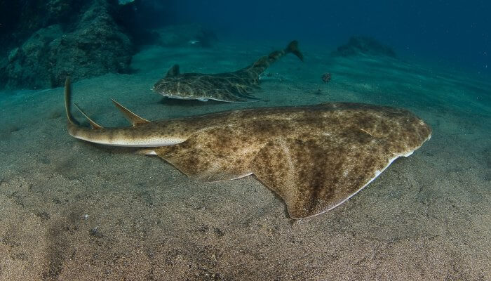 hermosos tiburones ángel pegados al fondo arenoso