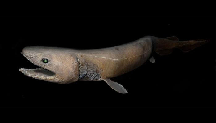tiburón anguila con la boca abierta