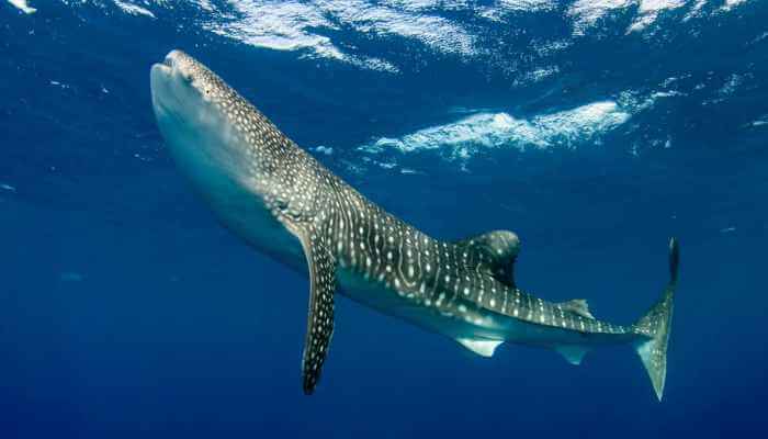 hermoso tiburón ballena nadando hacia la superficie