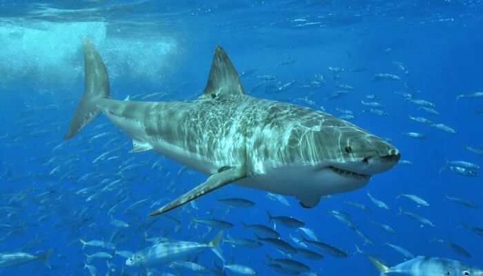 gran tiburón blanco rodeado de peces