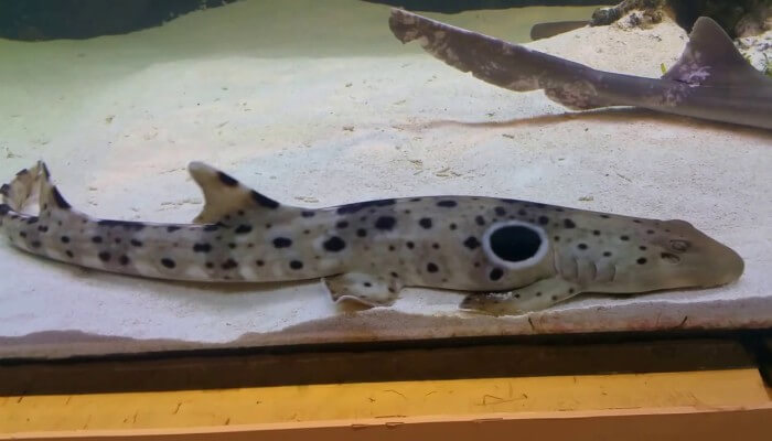 tiburón charretera pegado al fondo del acuario
