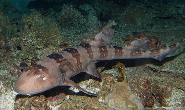 tiburón bambú de manchas blancas entre las rocas