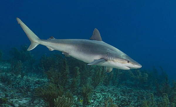 tiburón de nariz negra cerca del fondo marino