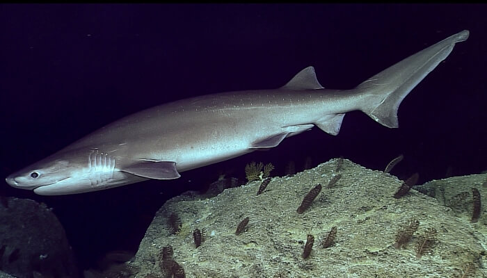 tiburón de peinetas junto a una gran roca