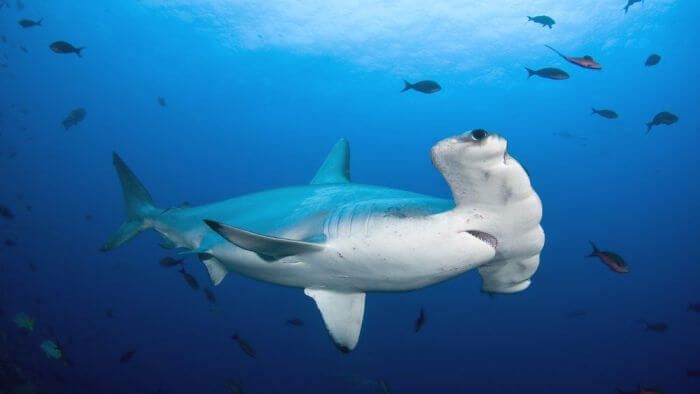tiburón martillo nadando en las profundidades