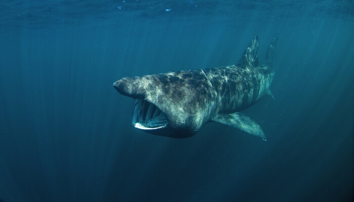 enorme tiburón peregrino con la boca abierta