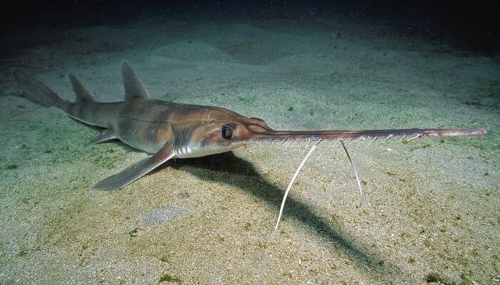tiburón sierra reposado sobre el fondo marino