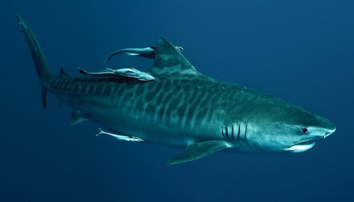 tiburón tigre acompañado por peces rémora