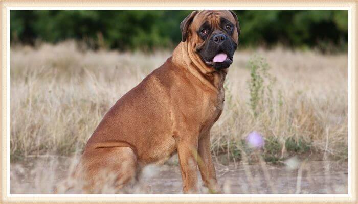 bullmastiff de color marrón y máscara facial negra intensa