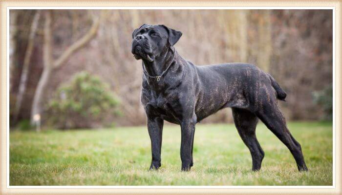 cane corso robusto de pelaje negro-atigrado