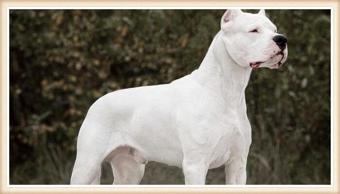 dogo argentino de color blanco puro