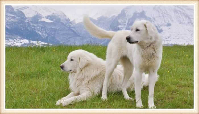 dos mastines abruzzese blancos de paseo en las montañas