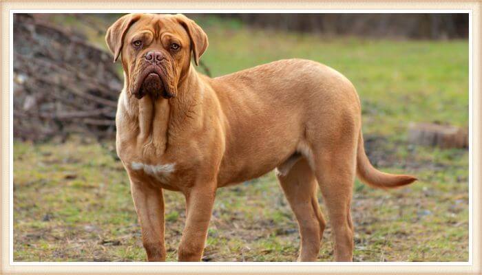 dogo de Burdeos de orejas caídas y mejillas colgantes