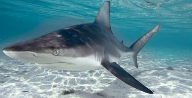 tiburón nadando cerca del fondo marino