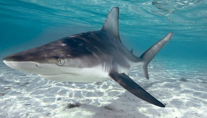 tiburón nadando cerca del fondo marino