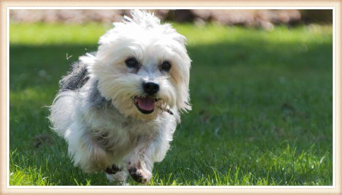 Dandie Dinmont terrier corriendo feliz