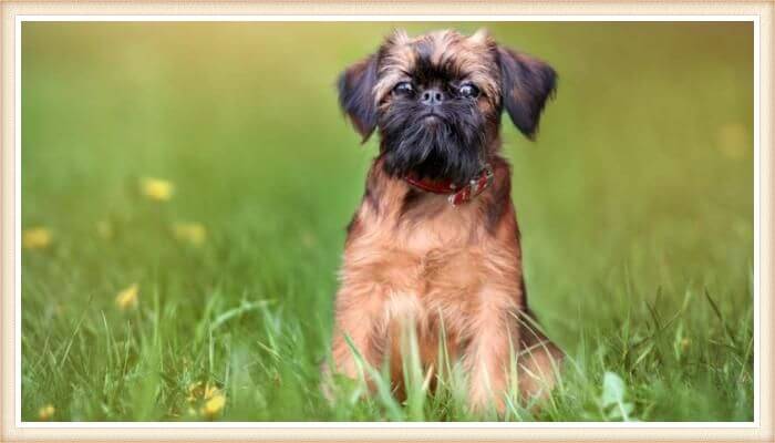 affenpinscher sentado en el césped