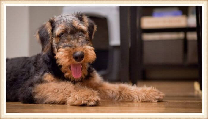 airedale terrier echado sobre el piso