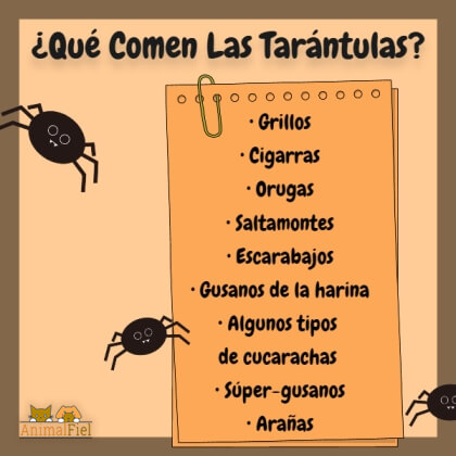 imagen-diseño sobre la dieta de las tarántulas mascota