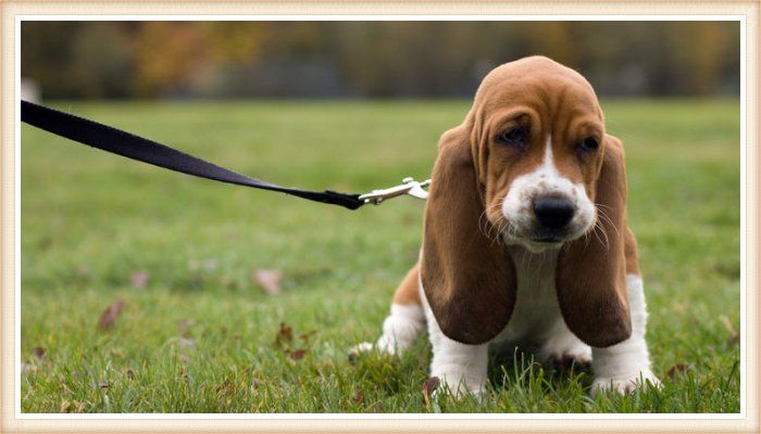 cachorro basset hound de paseo con collar y correa