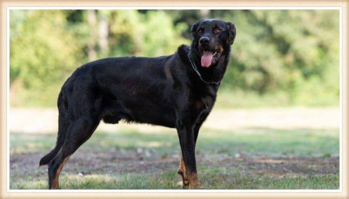 beauceron con la lengua afuera