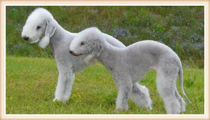 bedlington terriers paseando en la naturaleza