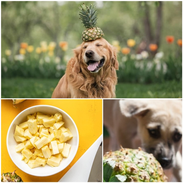 perro con media piña sobre su cabeza