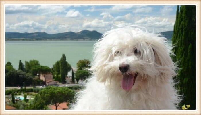 bichón boloñés blanco y peludo