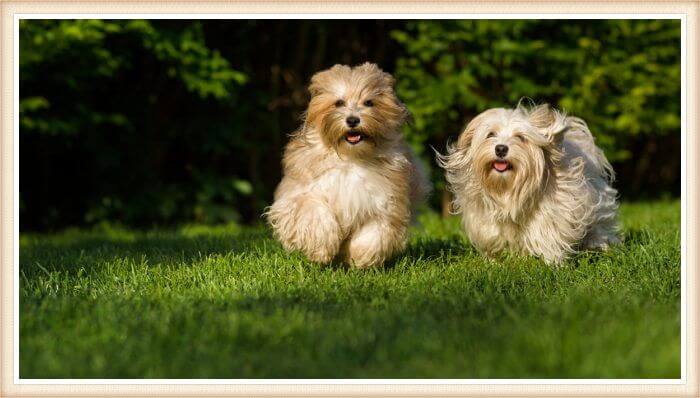 bichones habaneros corriendo al aire libre