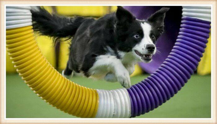 border collie saltando un aro deportivo