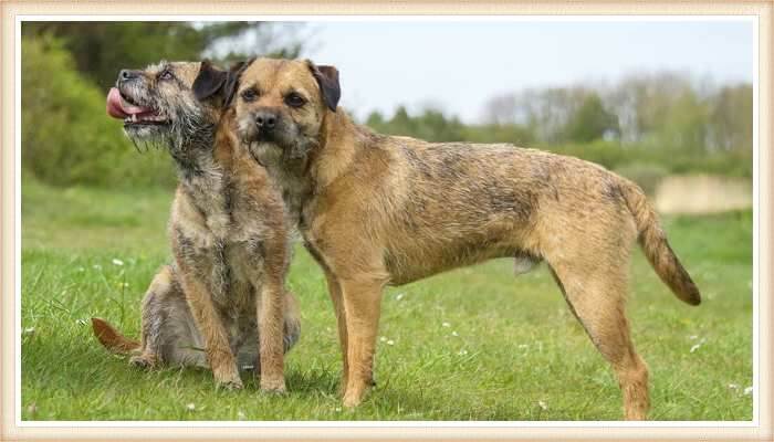 border terriers al aire libre