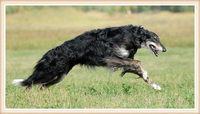 borzoi que corre sobre la hierba