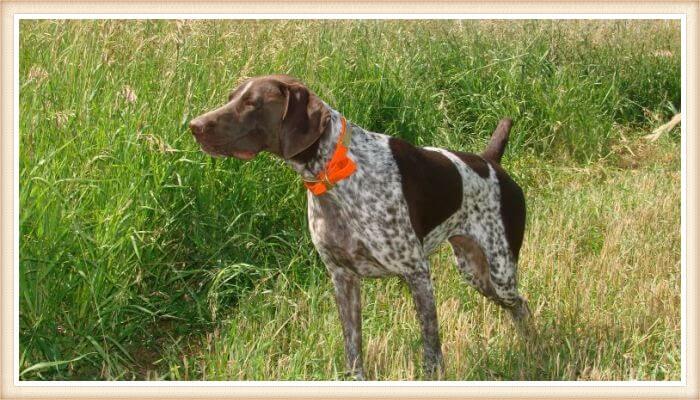 braco alemán con collar rojo fosforecente