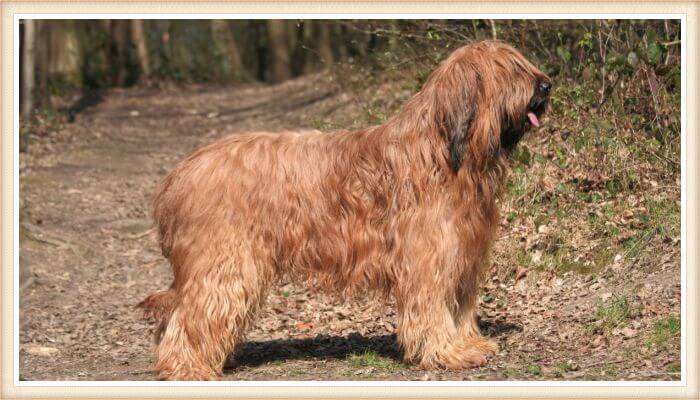 briard de pelo largo dorado