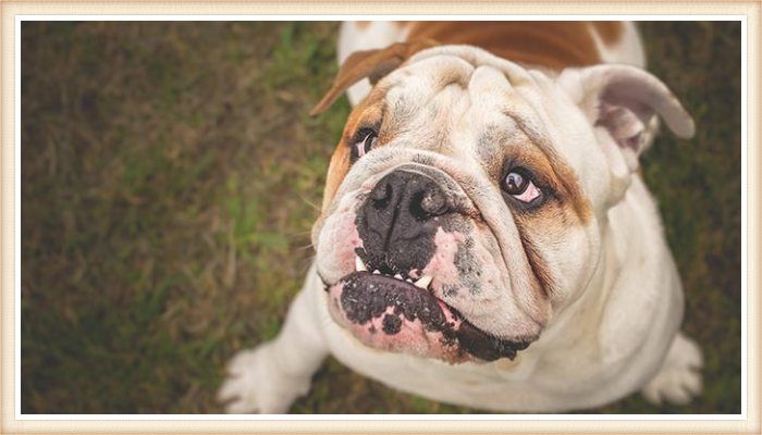 bulldog bicolor mirando hacia arriba