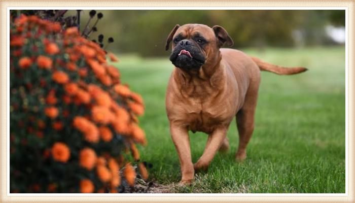 bullmastiff caminando sobre el césped verde