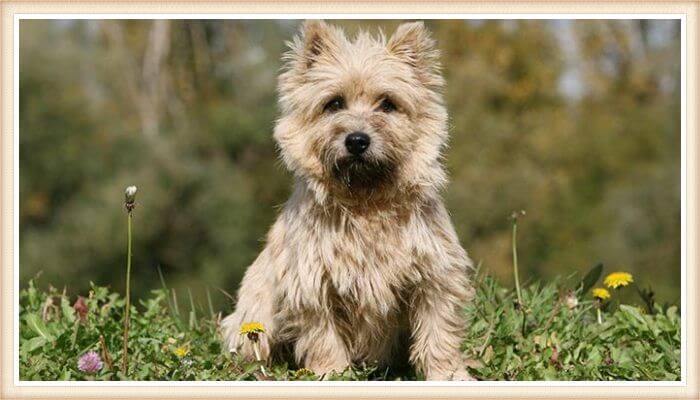 bonito cairn terrier de abrigo despeinado