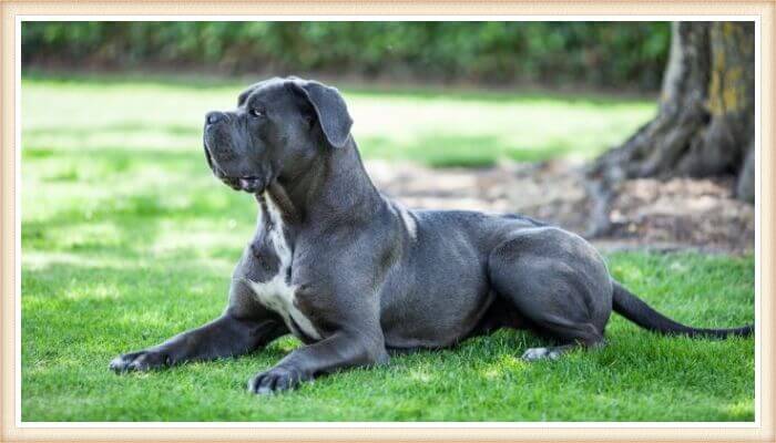 cane corso echado con la cabeza levantada