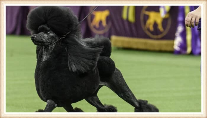 caniche negro caminando en evento de exhibición