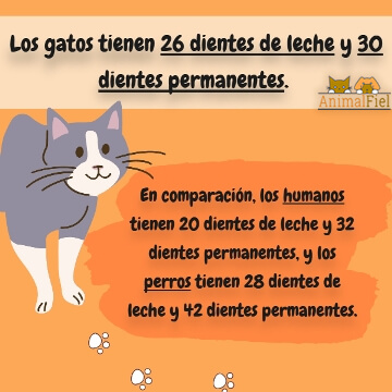 imagen-diseño sobre número de dientes en gatos