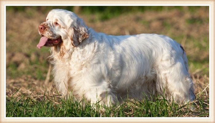 clumber spaniel con la lengua afuera parado sobre el pasto