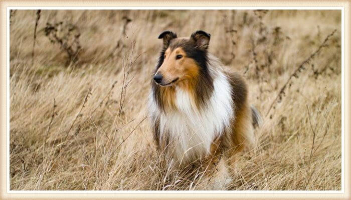 majestuoso collie de pelo largo mullido