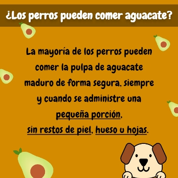 imagen-diseño sobre la ingesta de aguacate en perros