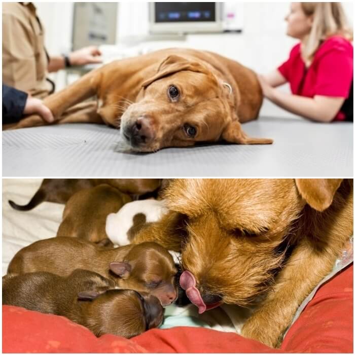 perra acostada en la mesa del veterinario