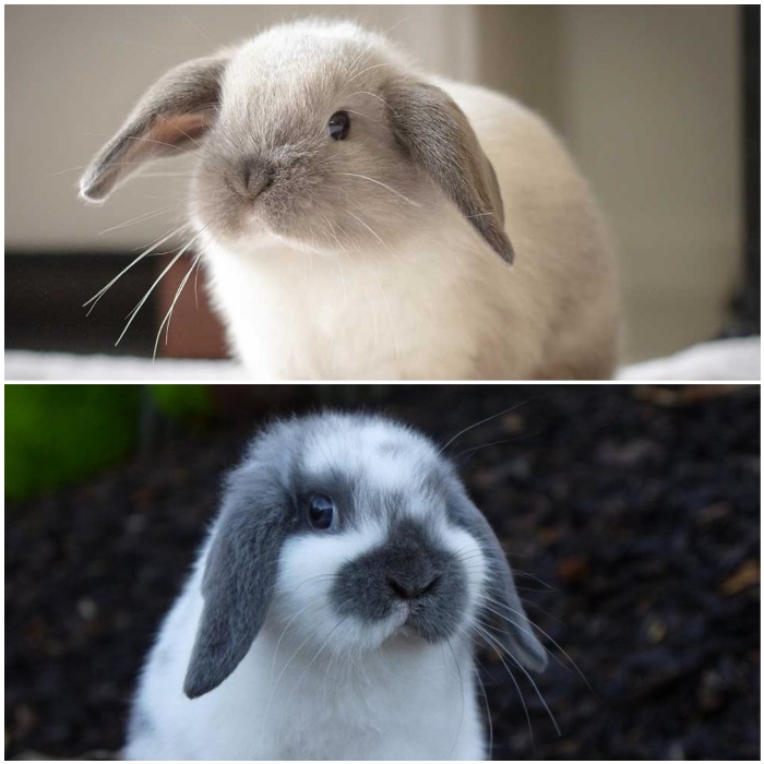 hermoso mini lop de bigotes largos