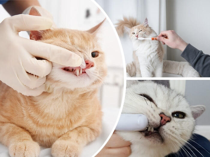 persona limpiando los dientes de su gato